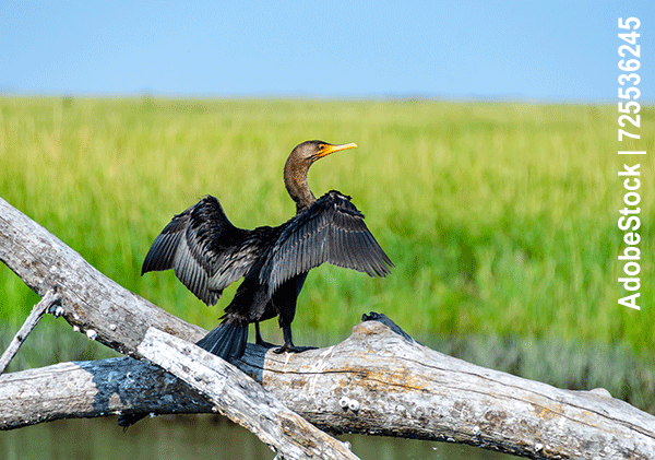 Der Kormoran (Nannopterum auritus)